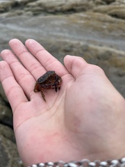 Glebocarcinus oregonensis