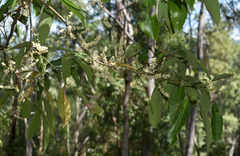 Guioa acutifolia