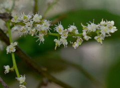 Guioa acutifolia