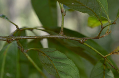 Guioa acutifolia