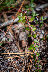 Vaccinium crassifolium