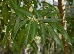 Guioa acutifolia