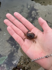 Glebocarcinus oregonensis