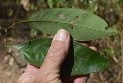 Guioa acutifolia