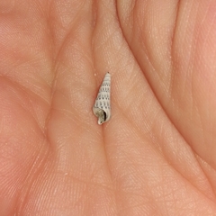 Terebridae