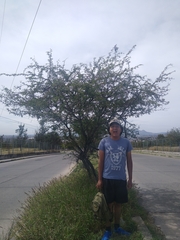 Vachellia farnesiana