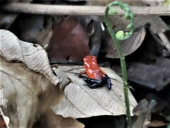 Oophaga pumilio
