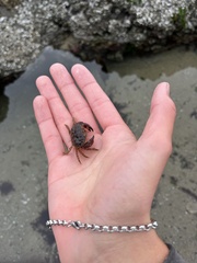 Glebocarcinus oregonensis