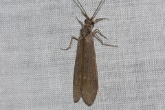 Leptoceridae