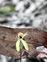 Caladenia transitoria