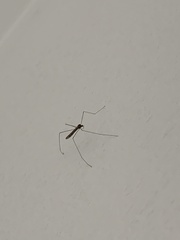 Limoniidae