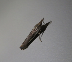 Orocrambus flexuosellus