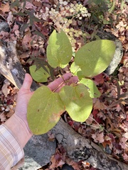 Smilax herbacea