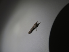 Orocrambus flexuosellus