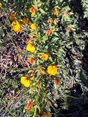 Bossiaea ornata