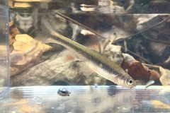 Notropis lutipinnis