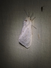 Spilosoma congrua