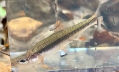 Notropis lutipinnis