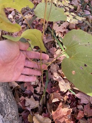 Smilax herbacea