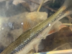 Notropis lutipinnis