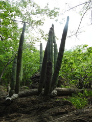 Stenocereus thurberi