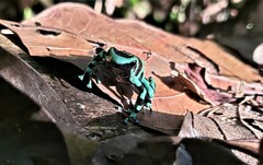 Dendrobates auratus