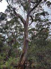 Eucalyptus