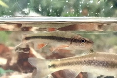 Notropis lutipinnis