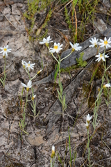 Rhodanthe corymbiflora