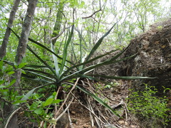 Agave angustifolia