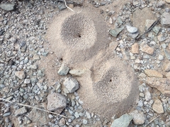 Acromyrmex versicolor