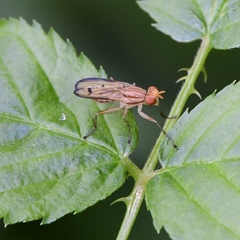 Tetanocera