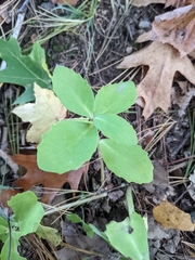 Hylotelephium telephium