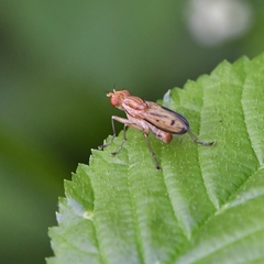 Tetanocera