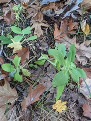 Hylotelephium telephium