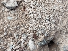 Acromyrmex versicolor