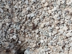 Acromyrmex versicolor