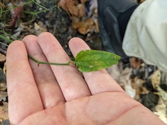 Smilax rotundifolia