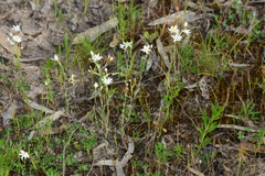 Rhodanthe corymbiflora