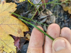 Smilax rotundifolia