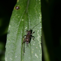 Trigonidiidae