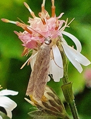 Phycitini