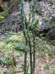 Acanthocereus rosei