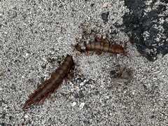 Scolopendra subspinipes