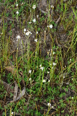 Rhodanthe corymbiflora