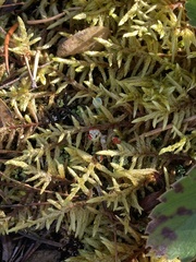 Pleurozium schreberi