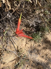Castilleja linariifolia