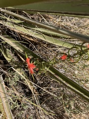 Castilleja linariifolia