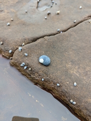 Nerita melanotragus