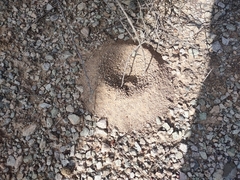 Acromyrmex versicolor